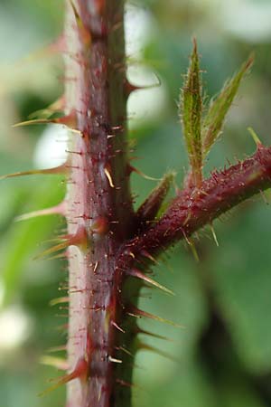 Rubus iuvenis \ Sauerland-Brombeere, Jugendliche Brombeere / Sauerland Bramble, D Sundern 12.6.2020