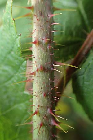 Rubus iuvenis \ Sauerland-Brombeere, Jugendliche Brombeere, D Sundern 12.6.2020