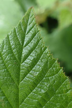 Rubus iuvenis \ Sauerland-Brombeere, Jugendliche Brombeere, D Sundern 12.6.2020