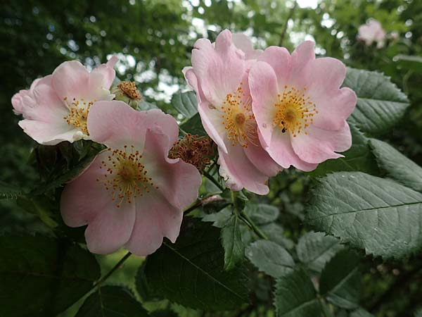 Rosa jundzillii \ Raublättrige Rose, D Botan. Gar.  Universit.  Tübingen 17.6.2017