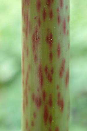 Fallopia japonica \ Japanischer Stauden-Knterich / Japanese Knodweed, D Oberlaudenbach 28.4.2018