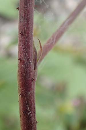 Rubus idaeus / Raspberry, D Black-Forest, Hornisgrinde 5.9.2019