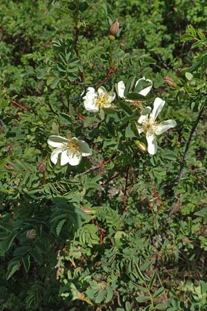 Rosa spinosissima \ Bibernellblättrige Rose, D Neuleiningen 23.4.2020