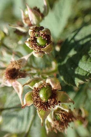 Rubus juchhoeh \ Juchhh-Haselblatt-Brombeere, D Odenwald, Rimbach 26.6.2020