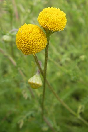 Chamaemelum nobile \ Rmische Kamille / Chamomile, D Botan. Gar.  Universit.  Mainz 11.7.2009