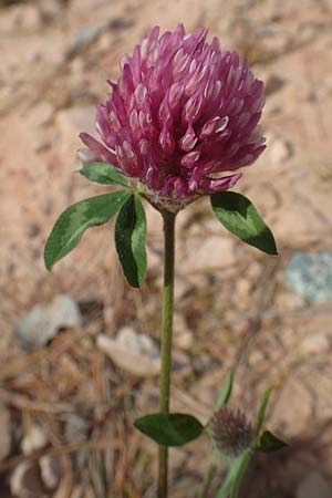 Trifolium pratense / Red Clover, D Odenwald, Hammelbach 26.5.2019