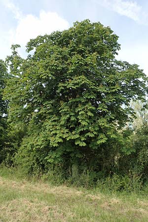 Aesculus hippocastanum \ Ross-Kastanie / Horse Chestnut, D Zülpich-Juntersdorf 13.6.2019