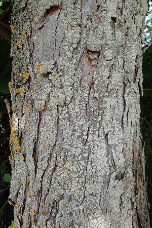 Aesculus hippocastanum \ Ross-Kastanie / Horse Chestnut, D Zülpich-Juntersdorf 13.6.2019