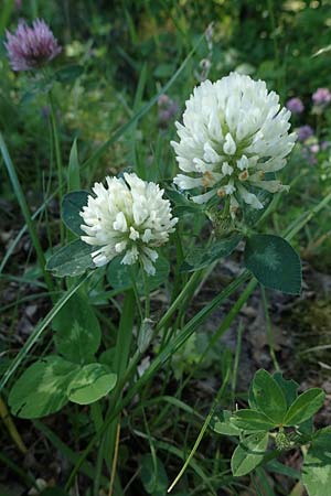 Trifolium pratense \ Rot-Klee, Wiesen-Klee / Red Clover, D Offenburg 1.6.2021