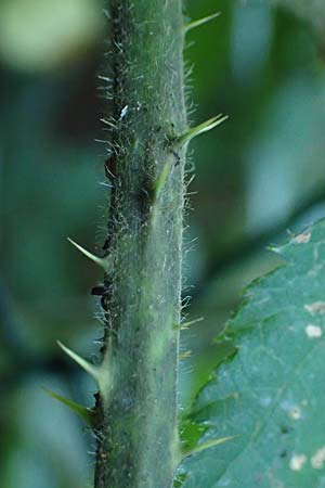 Rubus klimmekianus ? \ Klimmeks Brombeere / Klimmek's Bramble, D Windeck-Hurst-Bach 5.9.2021