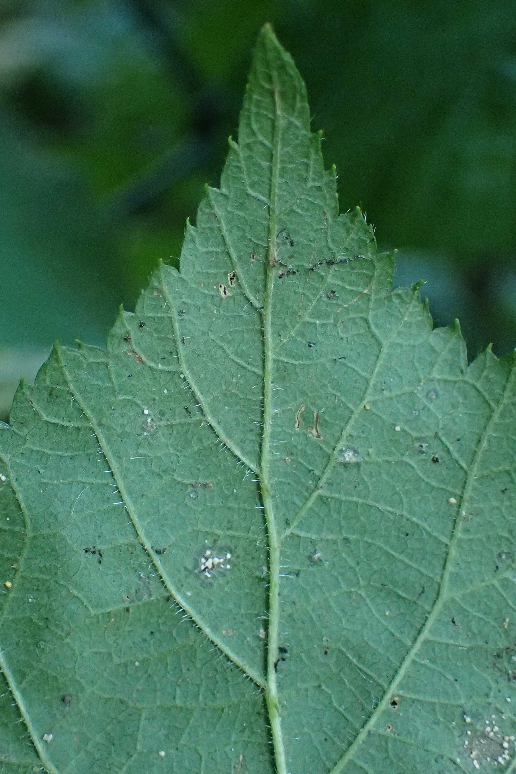 Rubus klimmekianus ? \ Klimmeks Brombeere / Klimmek's Bramble, D Windeck-Hurst-Bach 5.9.2021