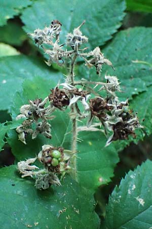 Rubus klimmekianus ? \ Klimmeks Brombeere / Klimmek's Bramble, D Windeck-Hurst-Bach 5.9.2021