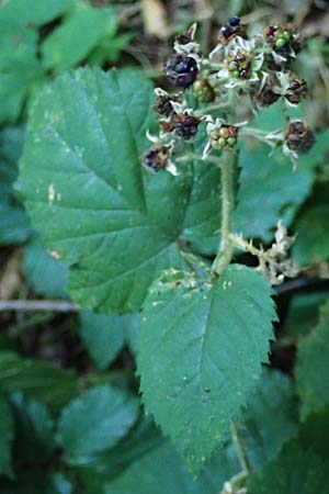Rubus klimmekianus ? \ Klimmeks Brombeere / Klimmek's Bramble, D Windeck-Hurst-Bach 5.9.2021