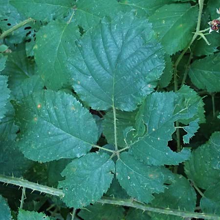 Rubus klimmekianus ? \ Klimmeks Brombeere / Klimmek's Bramble, D Windeck-Hurst-Bach 5.9.2021