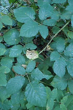 Rubus klimmekianus ? \ Klimmeks Brombeere / Klimmek's Bramble, D Windeck-Hurst-Bach 5.9.2021