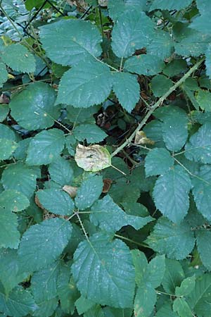 Rubus klimmekianus ? \ Klimmeks Brombeere, D Windeck-Hurst-Bach 5.9.2021