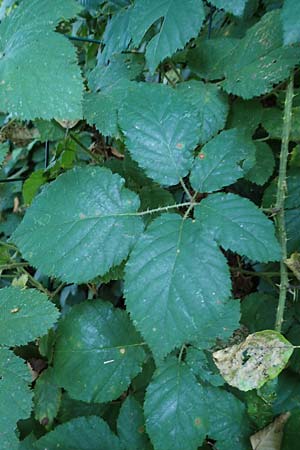 Rubus klimmekianus ? \ Klimmeks Brombeere / Klimmek's Bramble, D Windeck-Hurst-Bach 5.9.2021