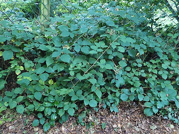 Rubus klimmekianus ? \ Klimmeks Brombeere / Klimmek's Bramble, D Windeck-Hurst-Bach 5.9.2021