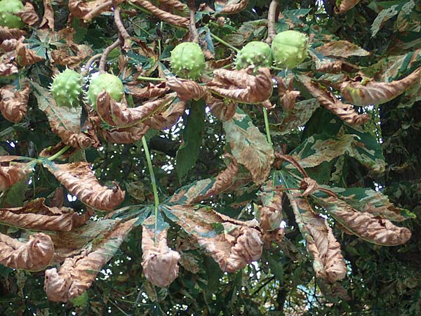 Aesculus hippocastanum \ Ross-Kastanie / Horse Chestnut, D Preetz 18.9.2021