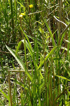 Ranunculus lingua \ Zungen-Hahnenfu / Greater Spearwort, D Mainz 30.6.2012