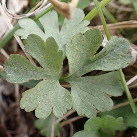 Ranunculus lommersdorfensis / Lommersdorf Goldilocks, D Blankenheim-Lommersdorf 22.4.2017