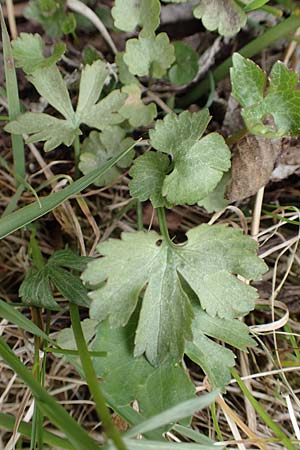 Ranunculus lommersdorfensis \ Lommersdorfer Gold-Hahnenfu, D Blankenheim-Lommersdorf 22.4.2017