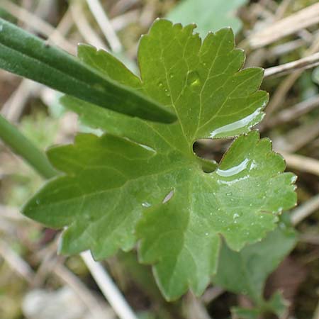 Ranunculus lommersdorfensis / Lommersdorf Goldilocks, D Blankenheim-Lommersdorf 22.4.2017