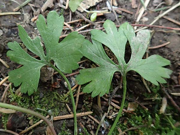 Ranunculus lyngsbergianus \ Lyngsberg-Gold-Hahnenfu / Lyngsberg Goldilocks, D Bonn 23.4.2017