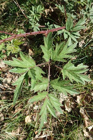 Rubus laciniatus / Cutleaf Blackberry, Evergreen Blackberry, D Frankfurt Airport 26.5.2017