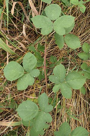 Rubus leucophaeus \ Weißgraue Haselblatt-Brombeere, D Odenwald, Fürth 5.7.2018