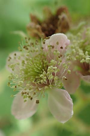 Rubus limitis \ Limes-Haselblatt-Brombeere / Limes Bramble, D Odenwald, Fürth 5.7.2018