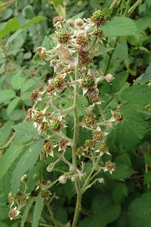 Rubus limitis \ Limes-Haselblatt-Brombeere, D Odenwald, Fürth 5.7.2018