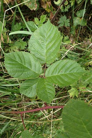 Rubus limitis \ Limes-Haselblatt-Brombeere, D Odenwald, Fürth 5.7.2018