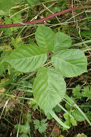 Rubus limitis \ Limes-Haselblatt-Brombeere / Limes Bramble, D Odenwald, Fürth 5.7.2018