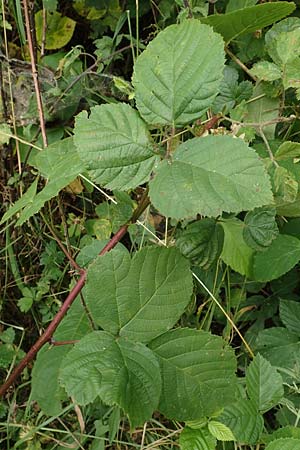 Rubus limitis \ Limes-Haselblatt-Brombeere / Limes Bramble, D Odenwald, Fürth 5.7.2018
