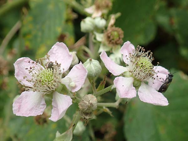 Rubus limitis \ Limes-Haselblatt-Brombeere / Limes Bramble, D Odenwald, Fürth 5.7.2018