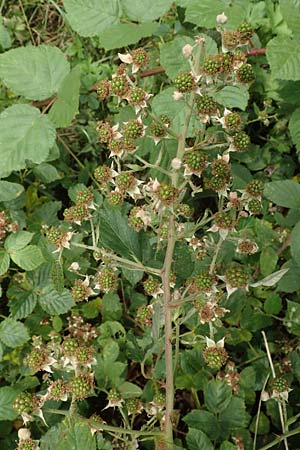 Rubus limitis \ Limes-Haselblatt-Brombeere / Limes Bramble, D Odenwald, Fürth 5.7.2018