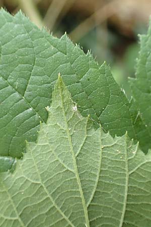 Rubus limitis \ Limes-Haselblatt-Brombeere / Limes Bramble, D Odenwald, Fürth 5.7.2018