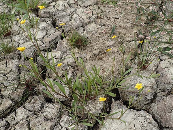 Ranunculus lingua \ Zungen-Hahnenfu / Greater Spearwort, D Celle 24.8.2018