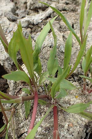 Ranunculus lingua \ Zungen-Hahnenfu / Greater Spearwort, D Celle 24.8.2018