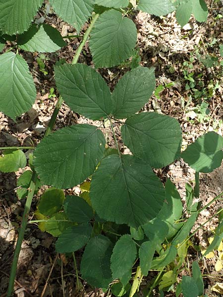 Rubus winteri \ Winters Brombeere, D Herne 27.7.2019