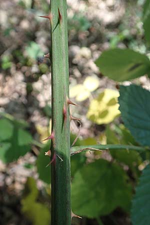 Rubus winteri \ Winters Brombeere, D Herne 27.7.2019