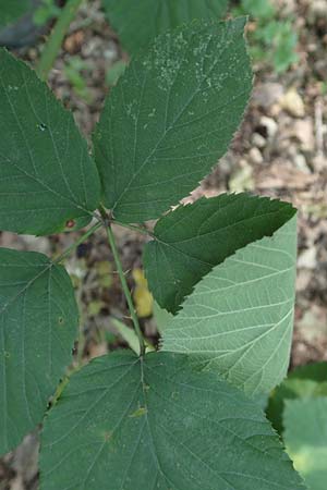 Rubus winteri \ Winters Brombeere, D Herne 27.7.2019