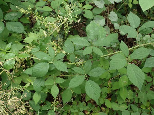 Rubus langei \ Langes Brombeere / Lange's Bramble, D Hofgeismar 28.7.2019