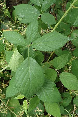 Rubus langei \ Langes Brombeere / Lange's Bramble, D Hofgeismar 28.7.2019