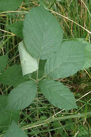 Rubus leptothyrsos \ Dnnrispige Brombeere / Thin-Panicle Bramble, D Kaufungen 28.7.2019