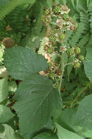 Rubus leptothyrsos \ Dnnrispige Brombeere, D Kaufungen 28.7.2019