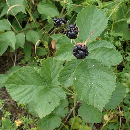 Rubus leuciscanus \ Pltzensee-Brombeere / Pltzensee Bramble, D Meinhard-Motzenrode 28.7.2019