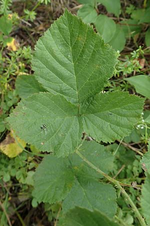 Rubus leuciscanus \ Pltzensee-Brombeere, D Meinhard-Motzenrode 28.7.2019