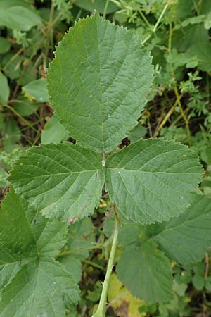 Rubus leuciscanus \ Plötzensee-Brombeere / Plötzensee Bramble, D Meinhard-Motzenrode 28.7.2019